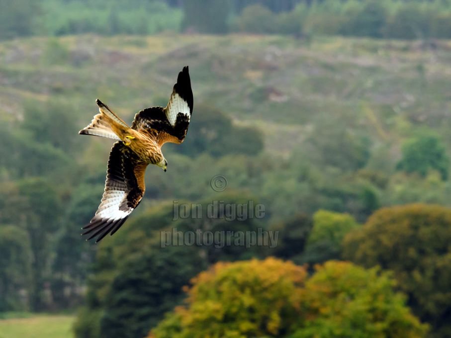 Red Kite Ballymack Hill Farm