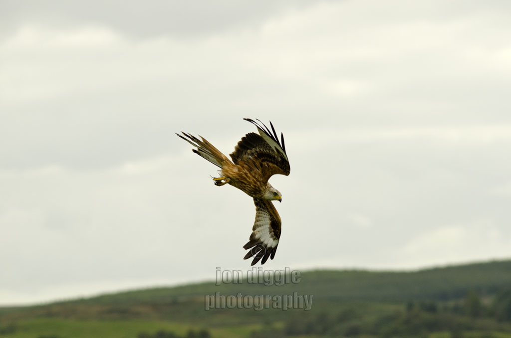 Red Kite Bellymack Hill Farm