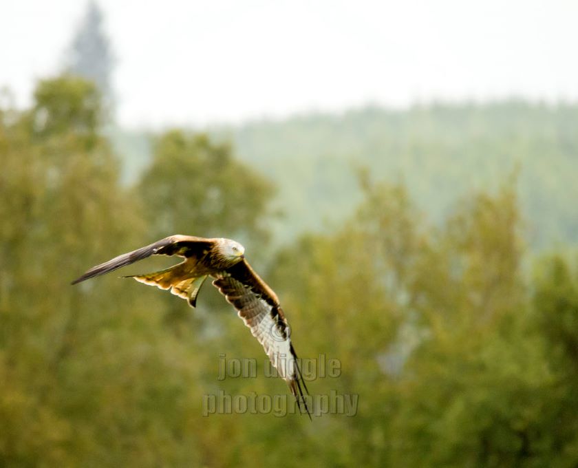 Red Kite Bellymack Hill Farm