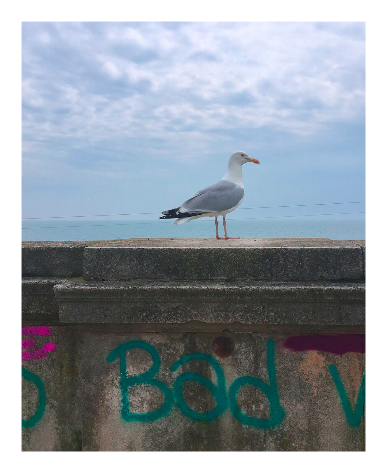 Bad Seagull