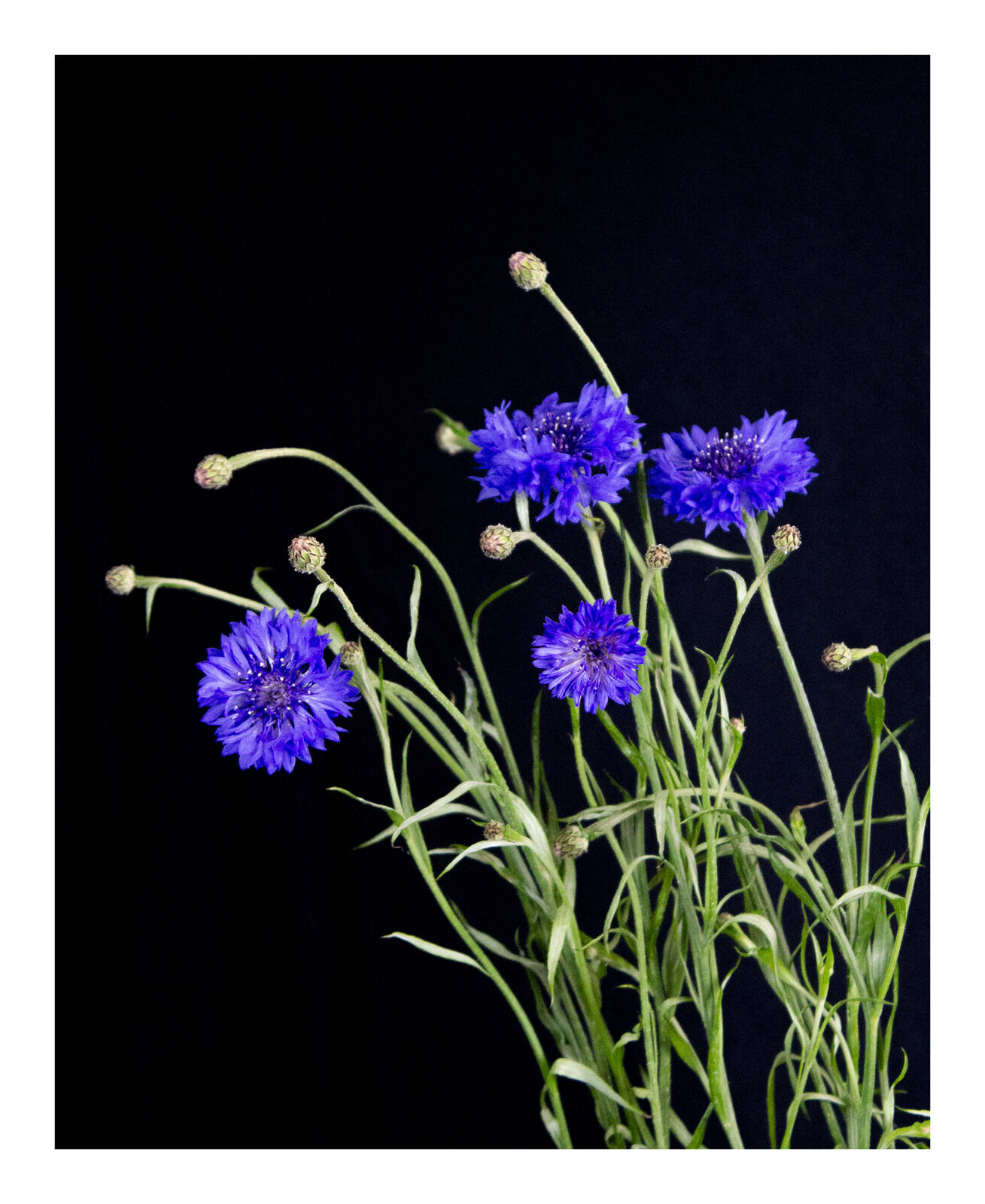 Going Over: Cornflowers