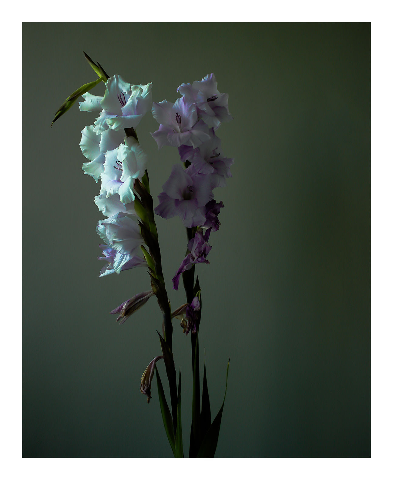Going Over: Gladioli
