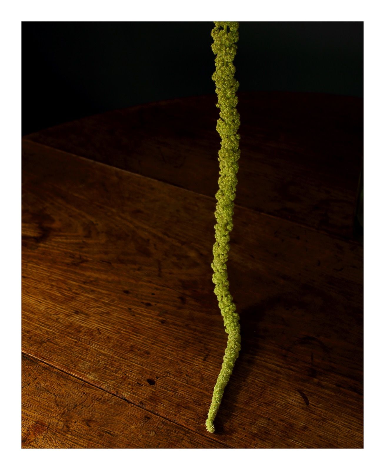 Going Over: Green Amaranthus