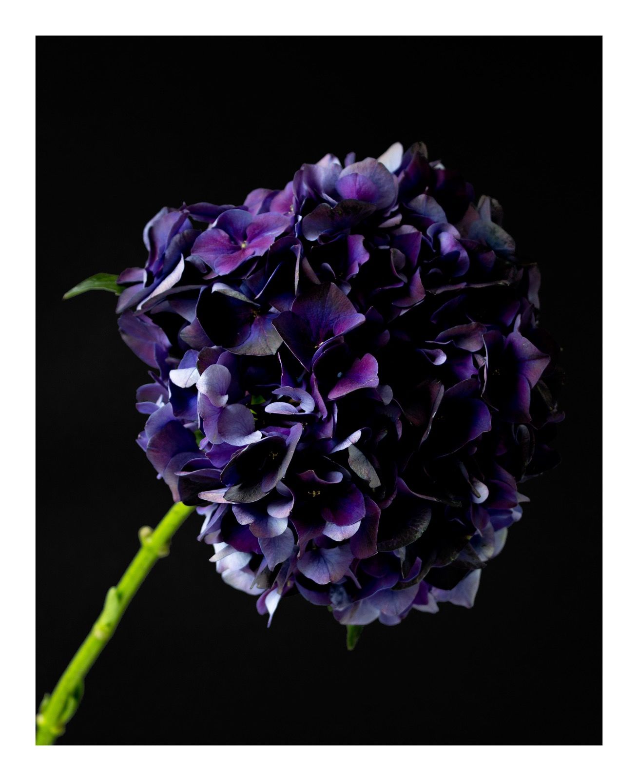 Going Over: Hydrangea