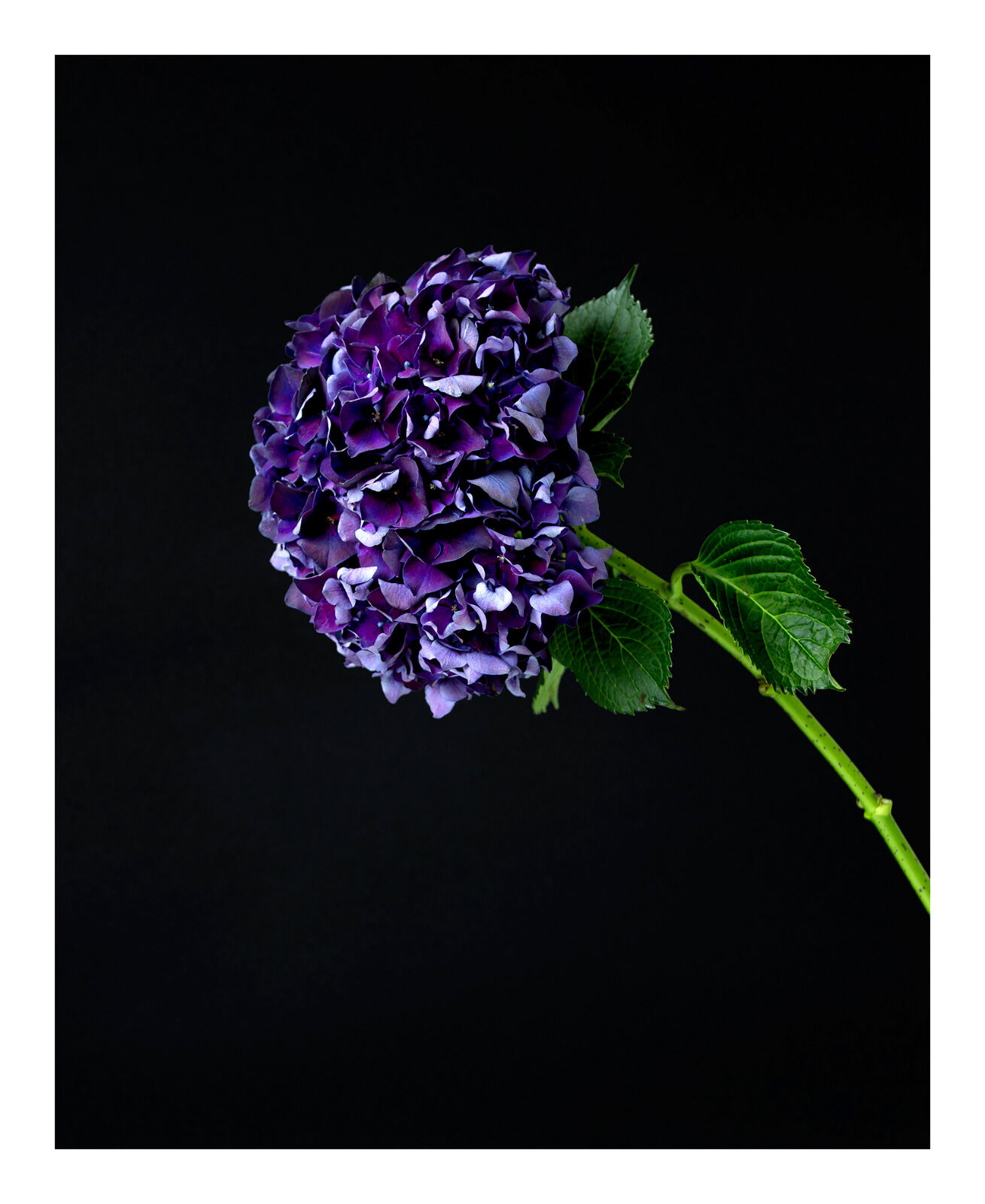 Going Over: Hydrangea