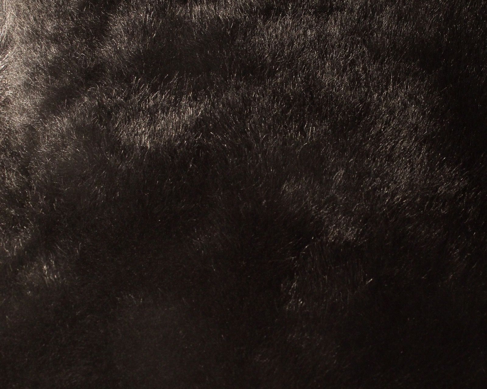Black Lambswool