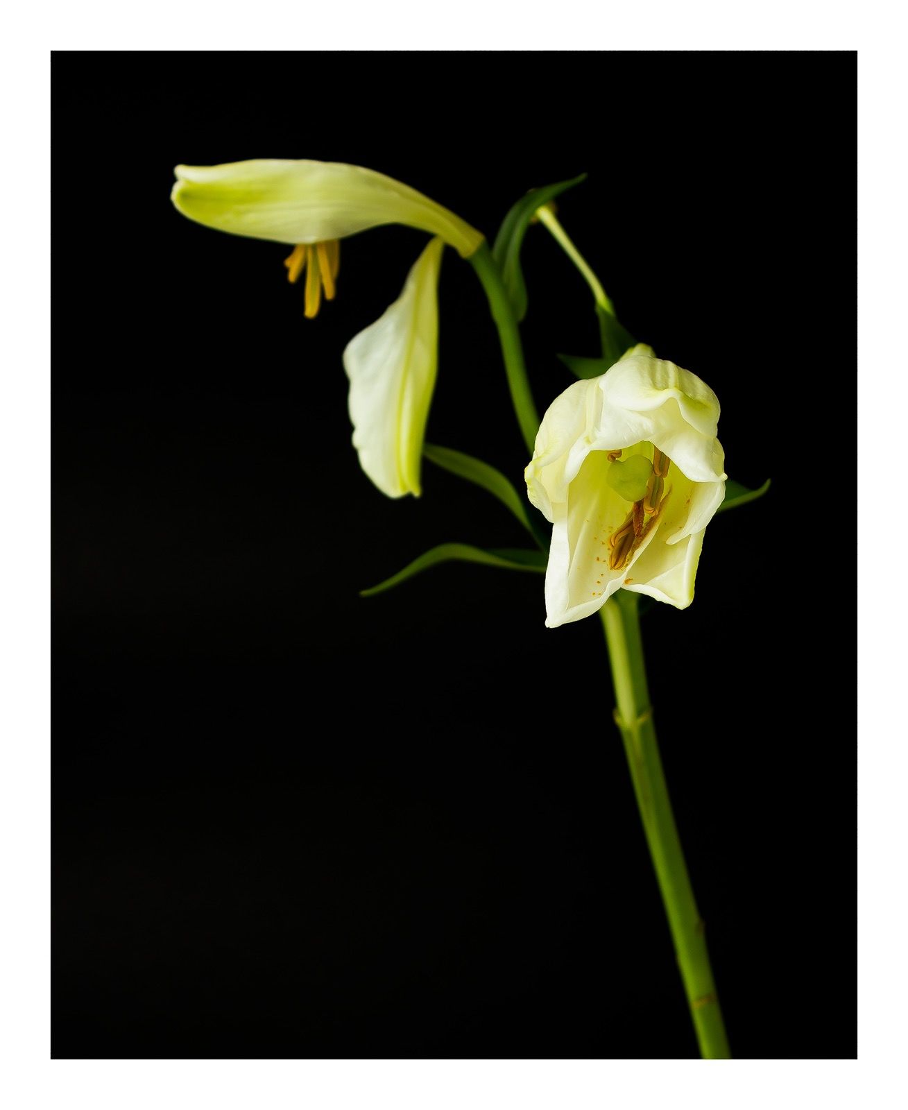 Going Over: White Lilies