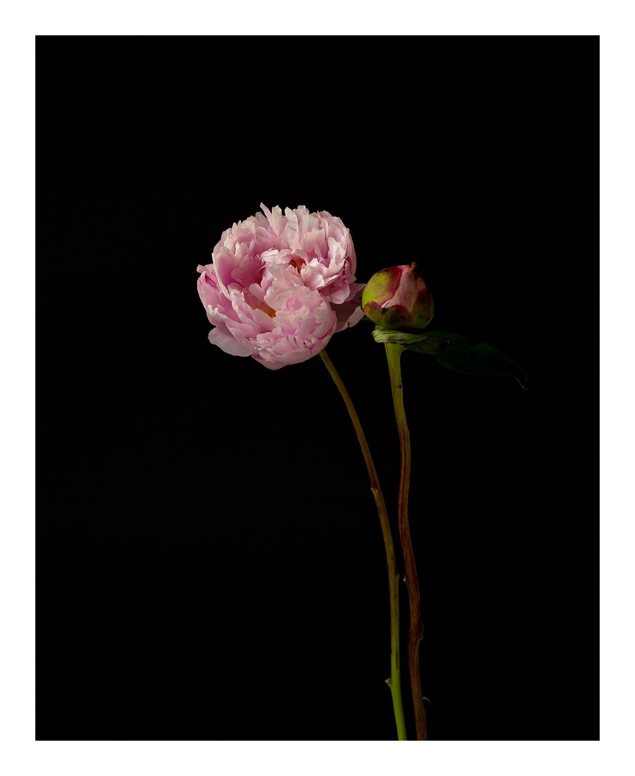 Going Over: Peonies
