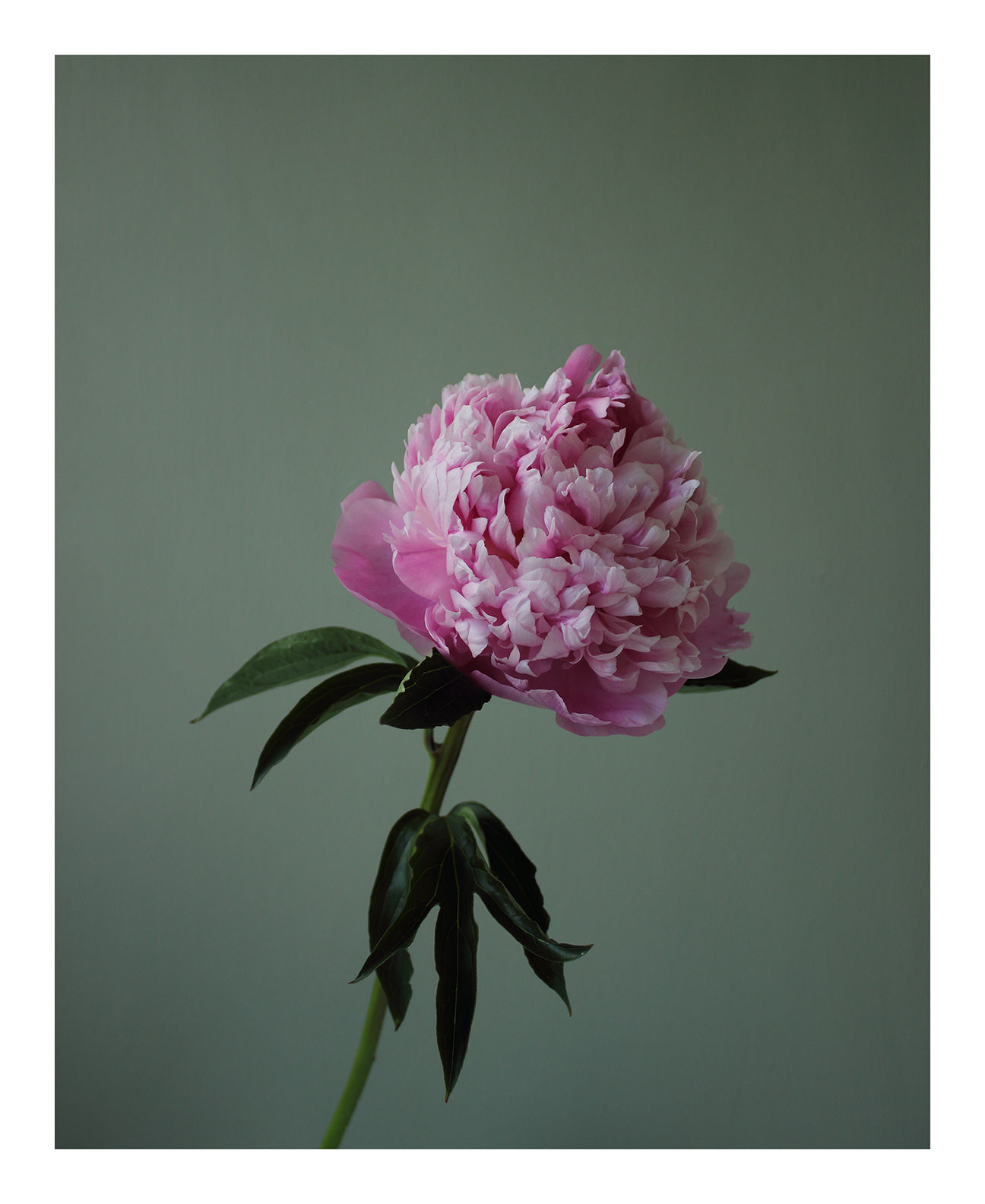Going Over: Pink Peony