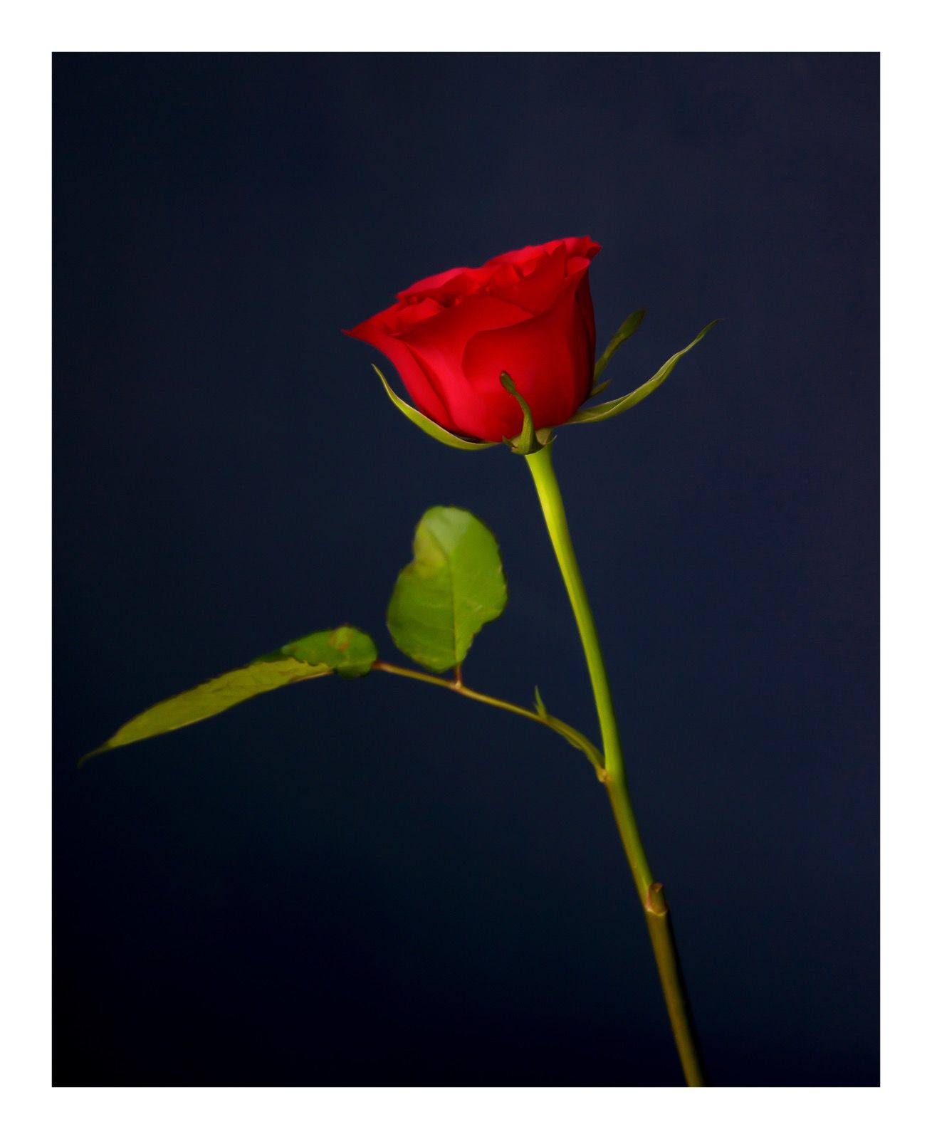 Going Over: Red Rose