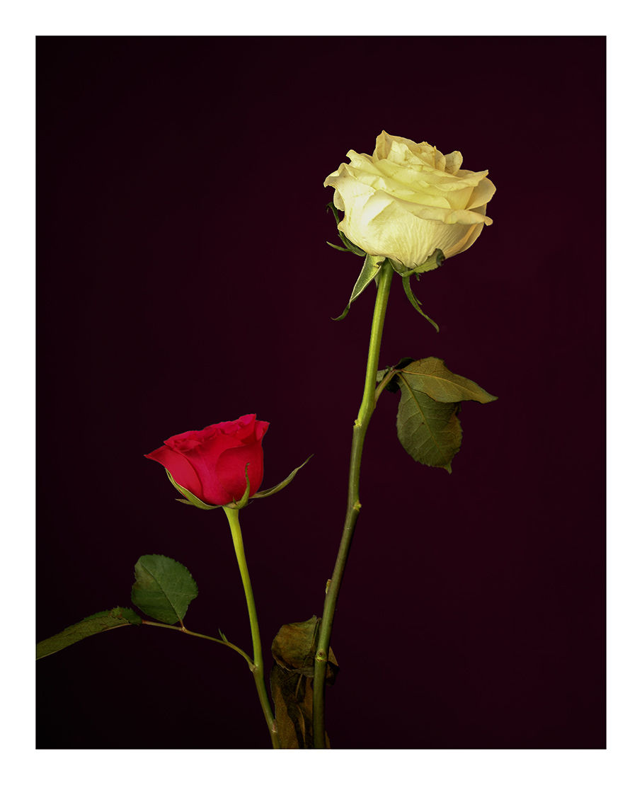 Going Over: Two roses