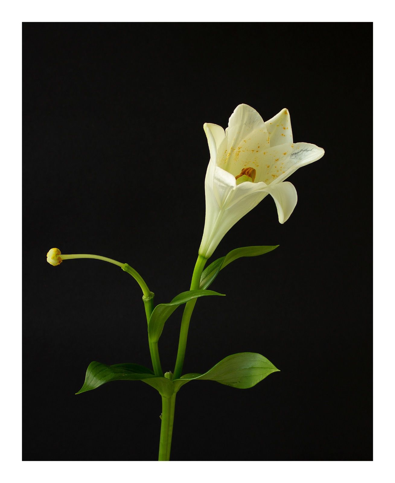 Going Over: White Lily