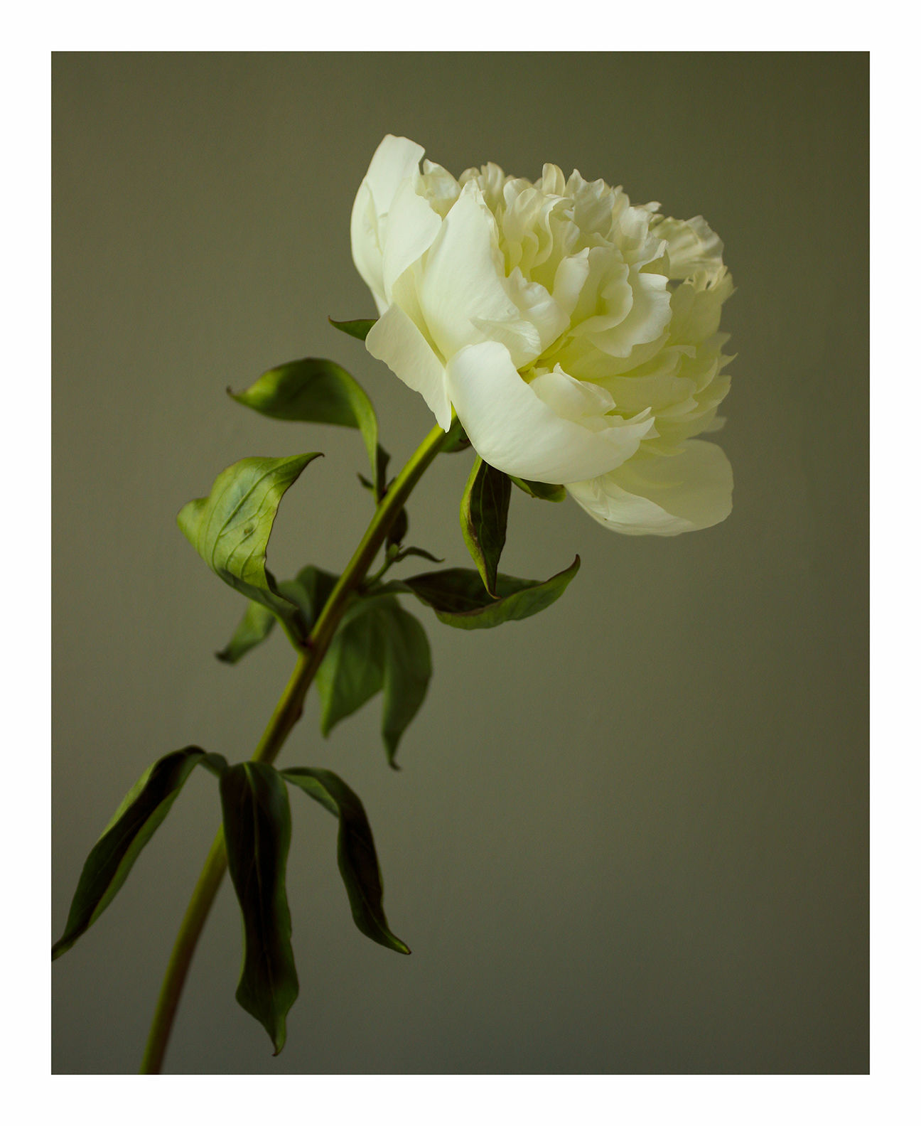 Going Over: White Peony