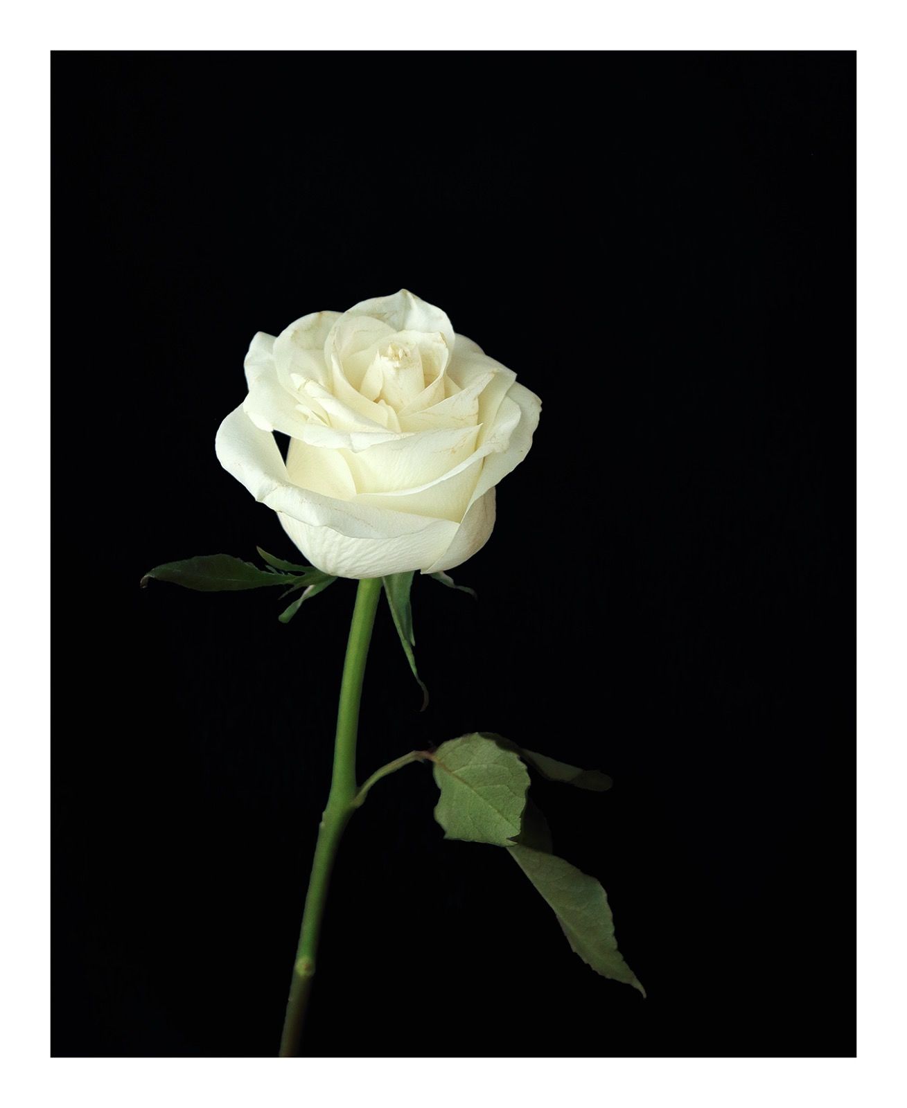 Going Over: White Rose