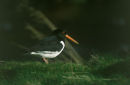 Oyster Catcher 002