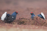 Black Grouse