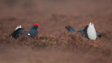 Black Grouse