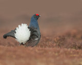 Black Grouse