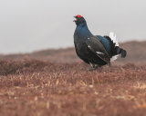 Black Grouse