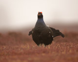 Black Grouse