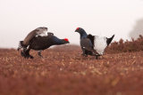 Black Grouse