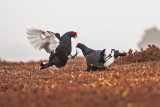 Black Grouse