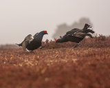 Black Grouse