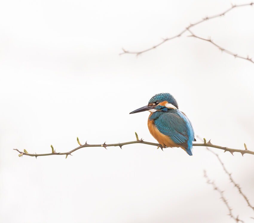 Kingfisher September 2025