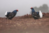 Black Grouse
