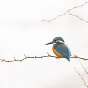Kingfisher September 2025