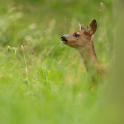 Roe fawn July 2026