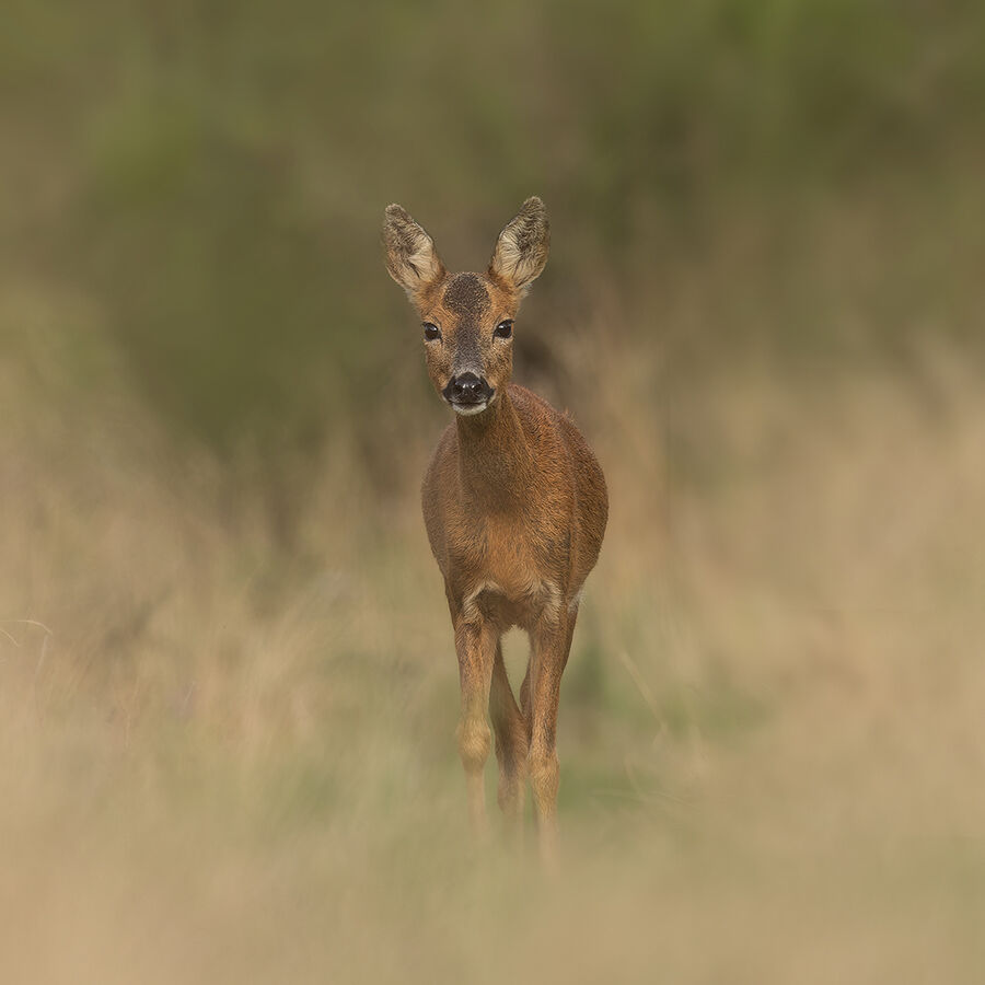 Roe deer July 2026