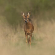 Roe deer July 2026