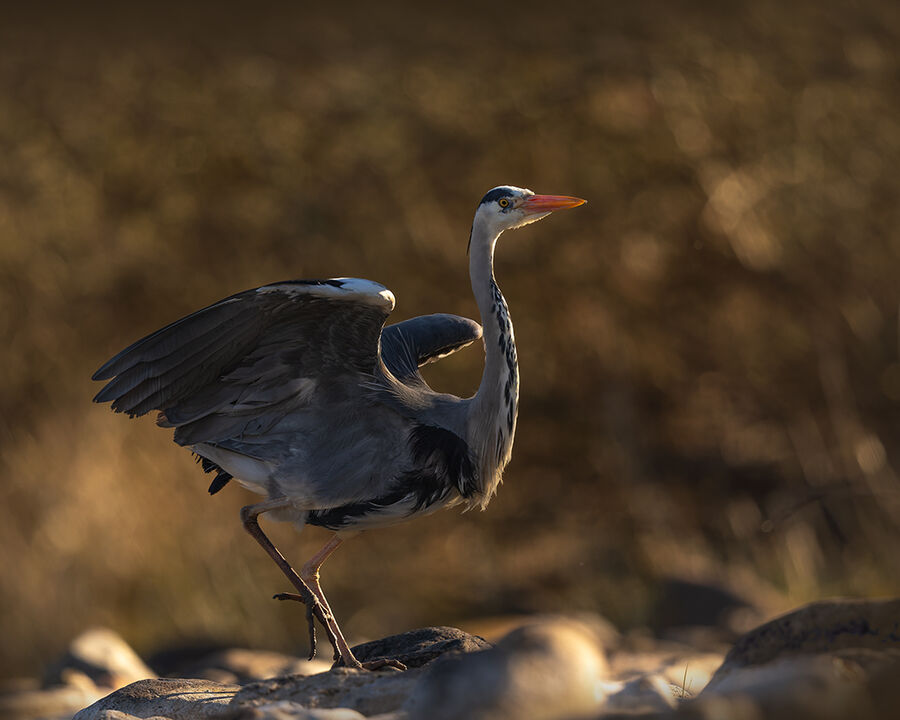 Heron May 2026