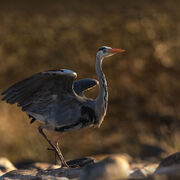 Heron May 2026