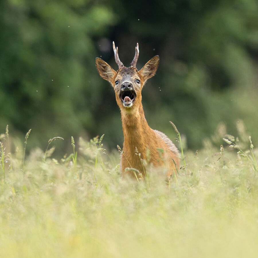 Roe buck May 2026