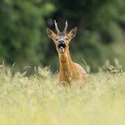 Roe buck May 2026