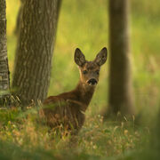 Roe deer fawn July 2026
