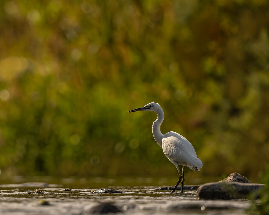 Little egret september 2026