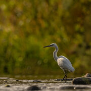 Little egret september 2026
