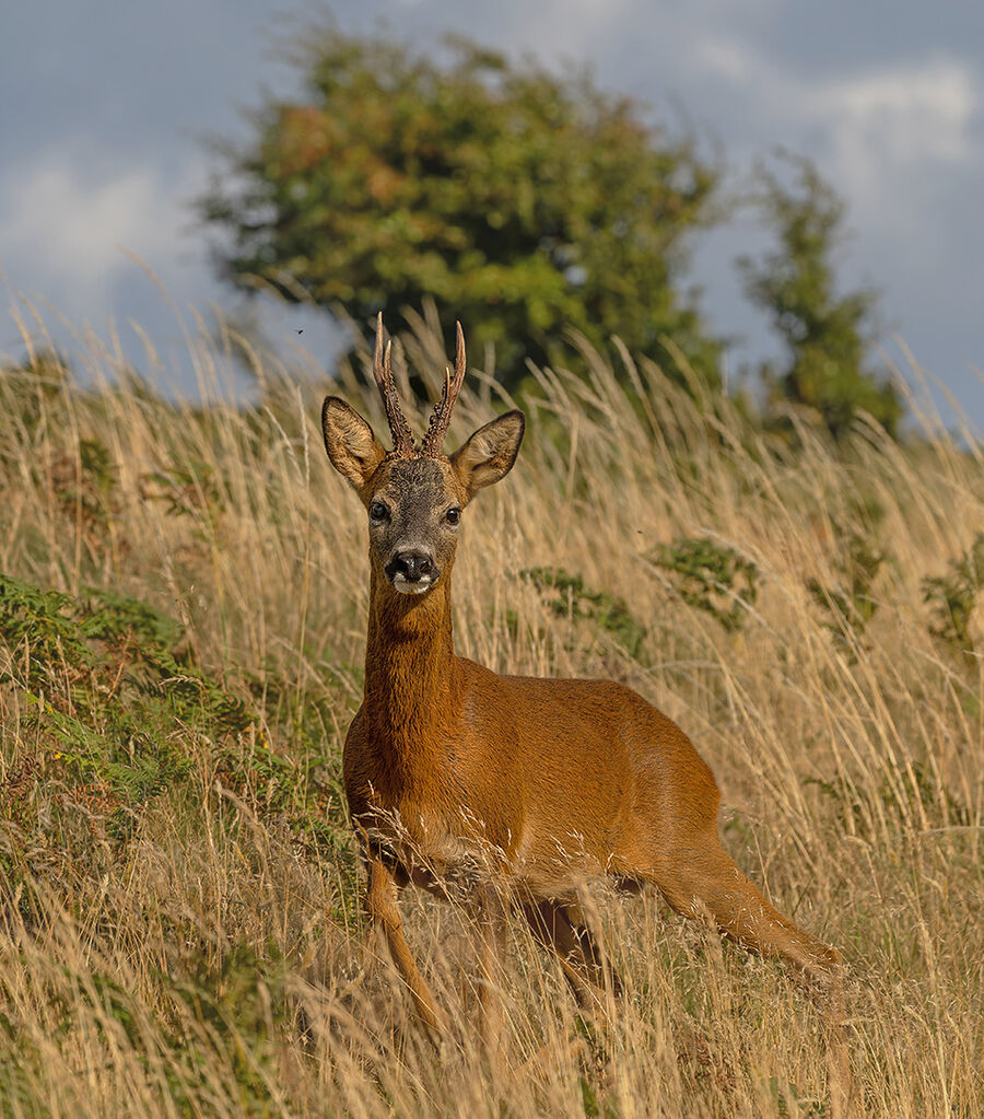 Roe buck July 2026