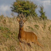 Roe buck July 2026