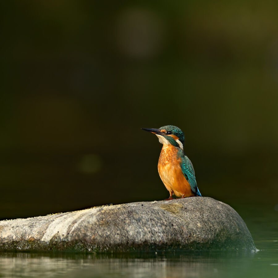 Kingfisher August 2026