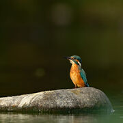 Kingfisher August 2026