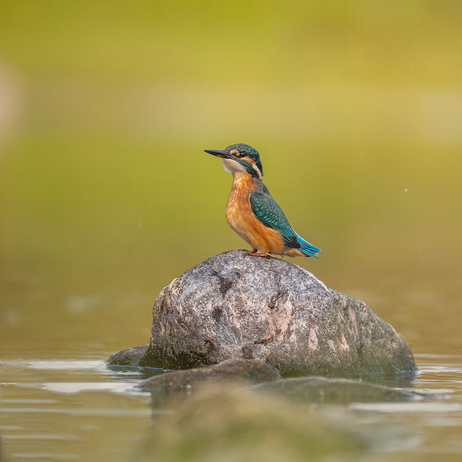 Kingfisher August 2026