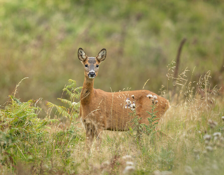 Roe deer August 2026