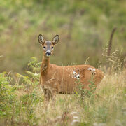 Roe deer August 2026