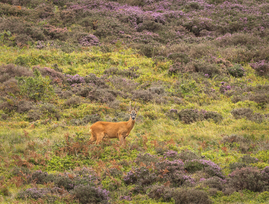 Roe buck August 2026