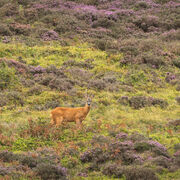 Roe buck August 2026