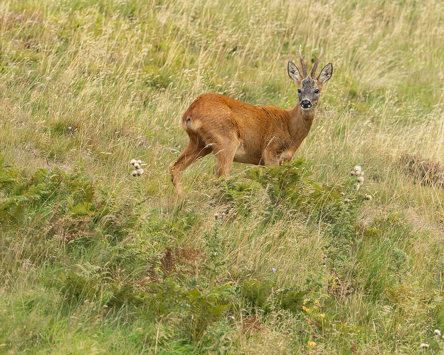 Roe  buck September 2026